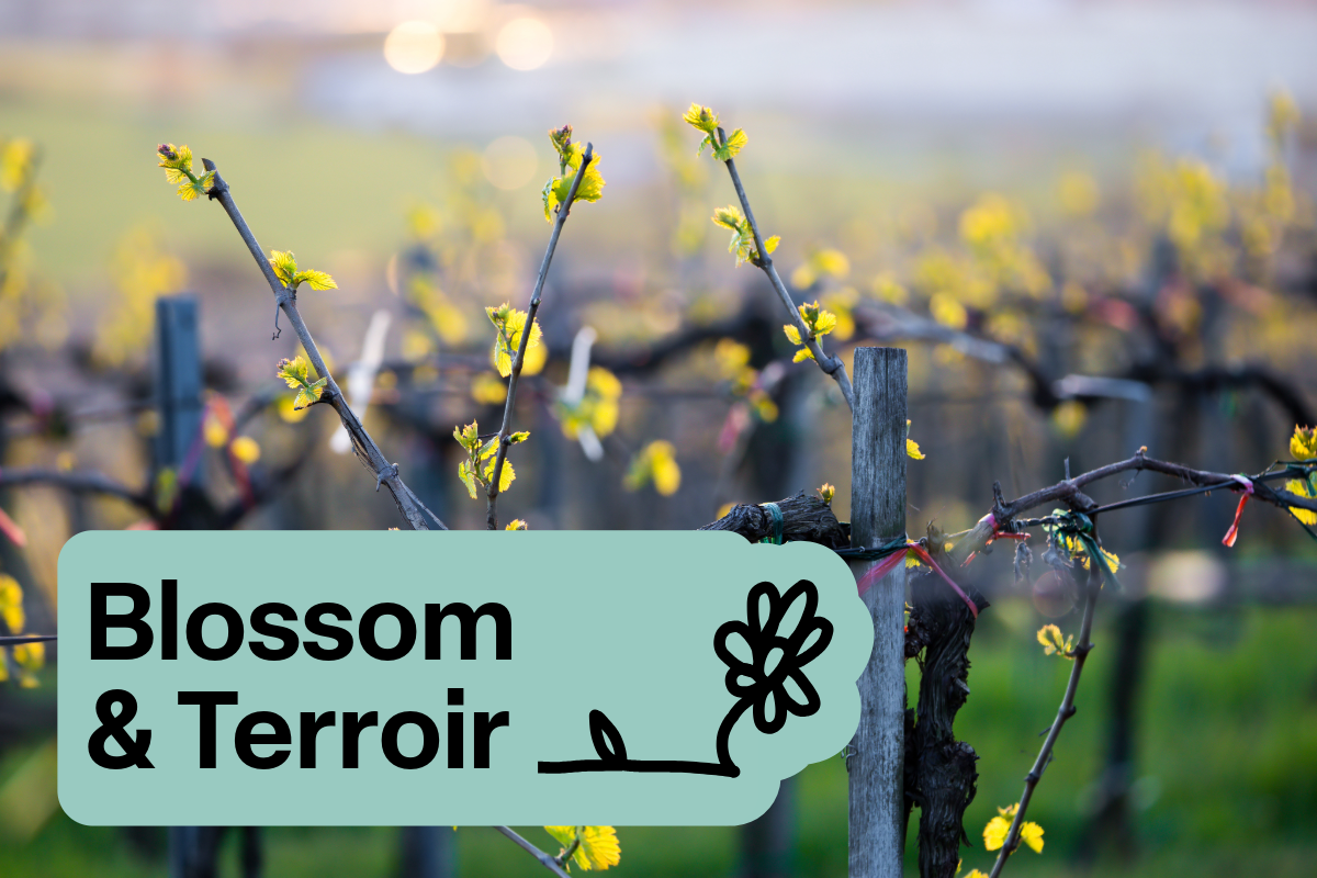 Blossom &amp; Terroir - Discovery Case - Six Bottles