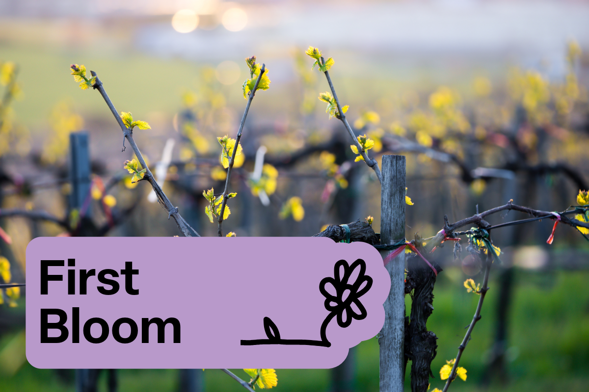 First Bloom - The Everyday Spring Case - Six Bottles